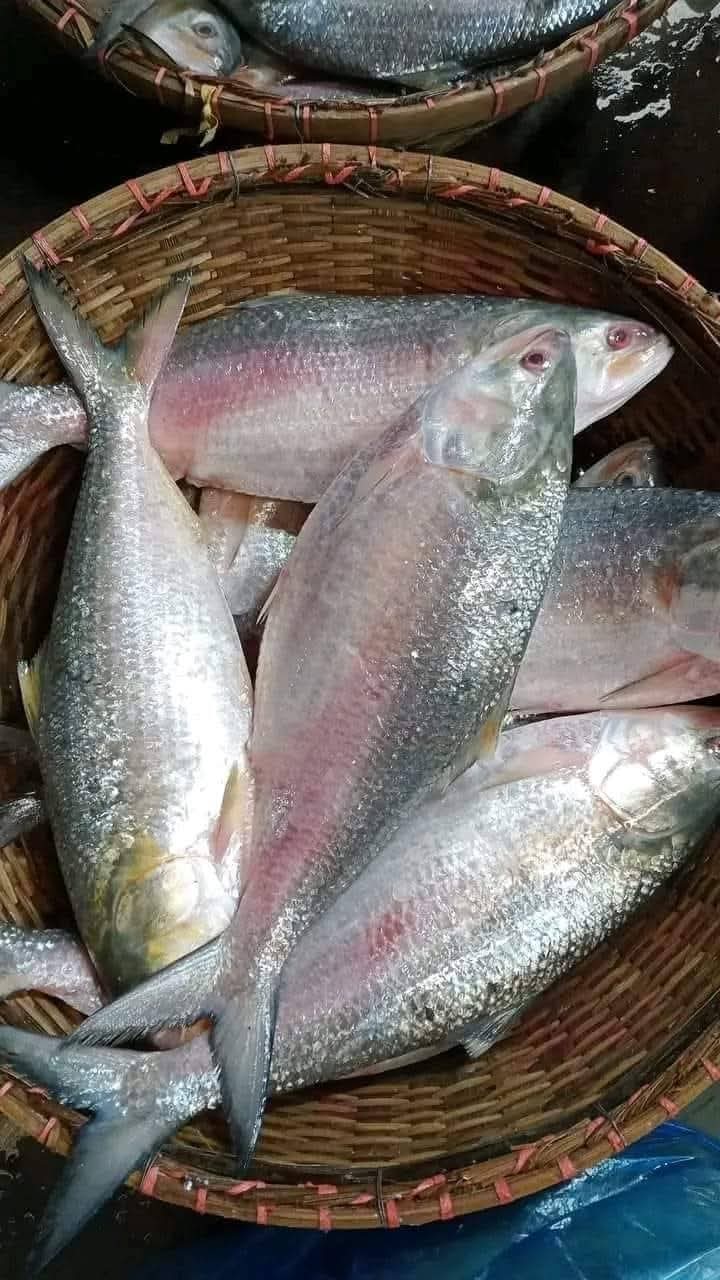 ৪ পিছে ৮ কেজি ৫০০০ টাকা