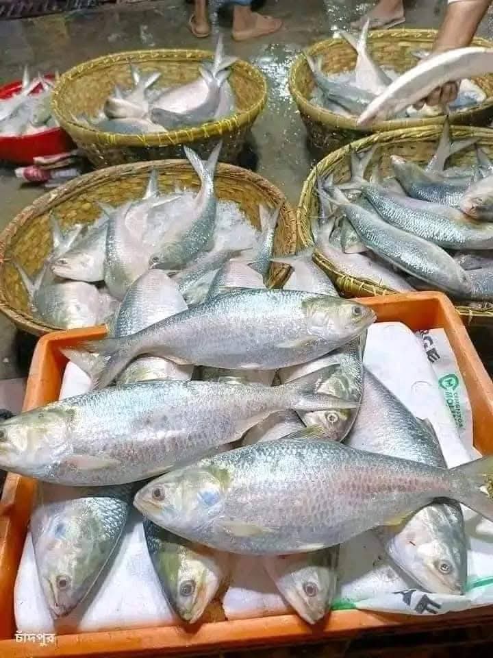 ৫ পিসে ৫ কেজি ২৫০০ টাকা