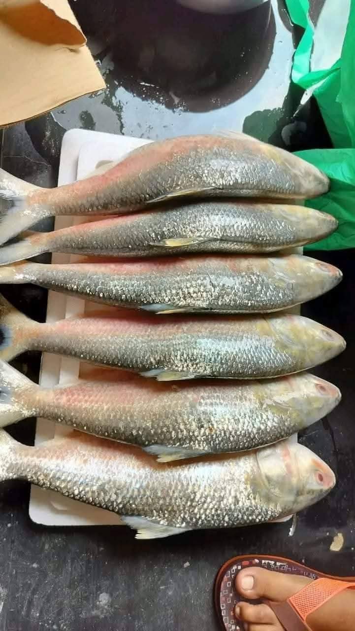 ৬ পিস ৫ কেজি ২০০০ টাকা