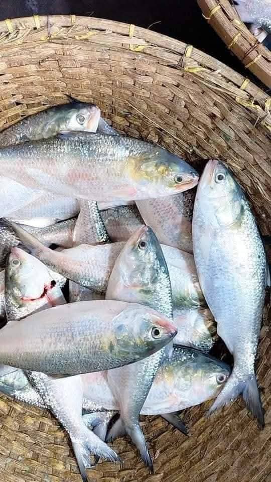 ৮ পিস ৫ কেজি ১৭০০ টাকা