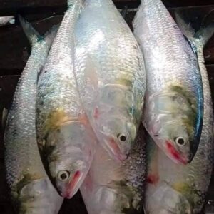 ১০ পিসে ৫ কেজি ১৫০০ টাকা