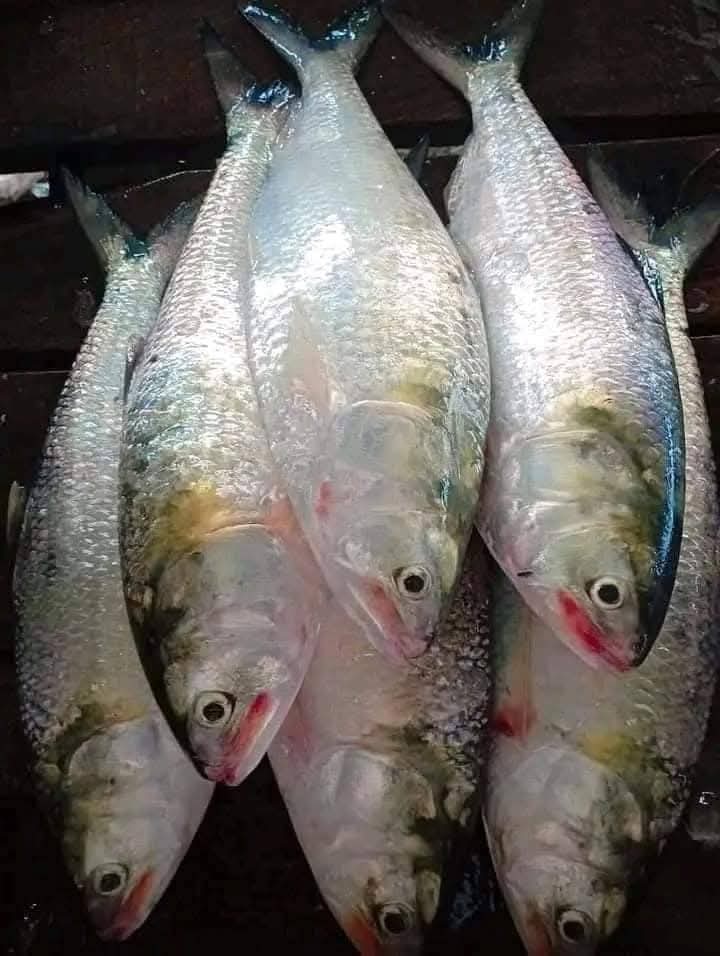 ১০ পিসে ৫ কেজি ১৫০০ টাকা